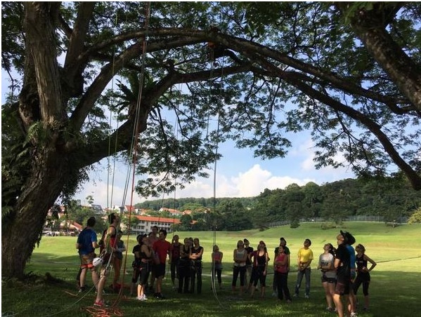 Tree Climbing